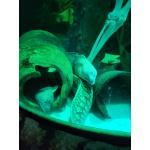 SeaLife3.jpg
